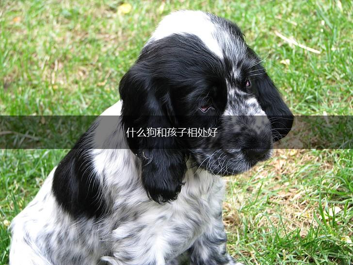 什么狗和孩子相处好,第1张