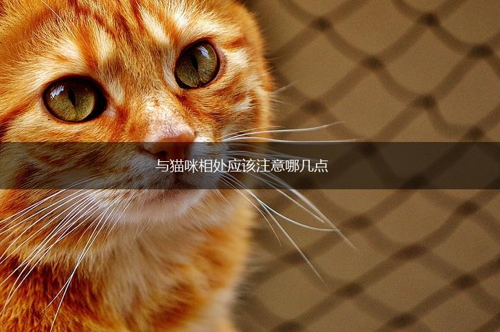 与猫咪相处应该注意哪几点,第1张