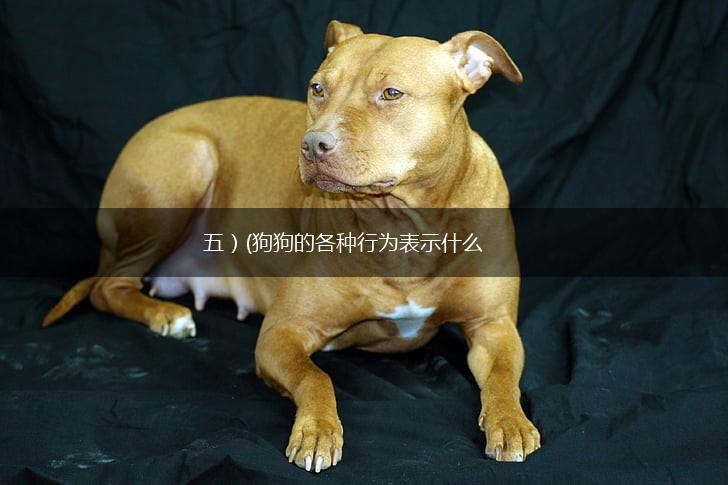 五）(狗狗的各种行为表示什么,第1张
