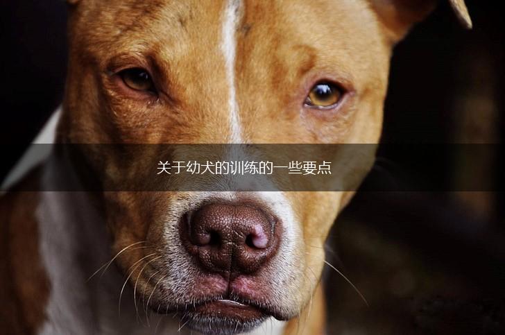 关于幼犬的训练的一些要点,第1张