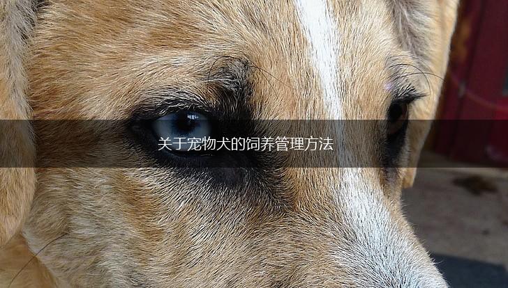关于宠物犬的饲养管理方法,第1张