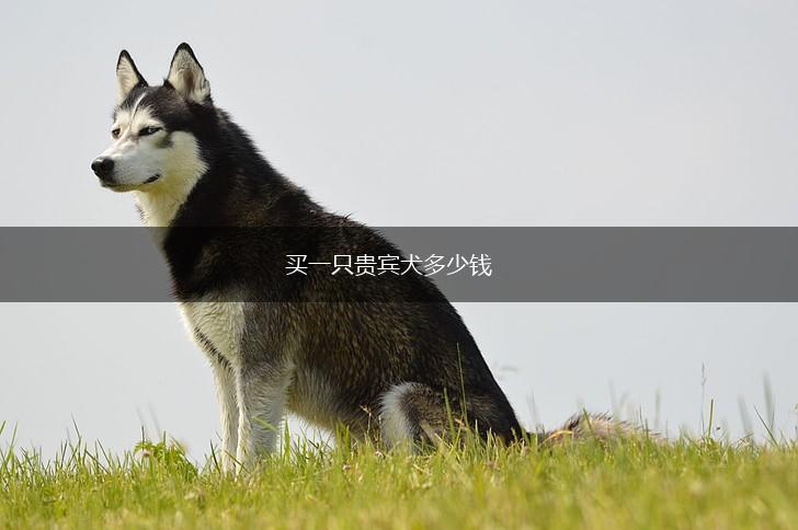 买一只贵宾犬多少钱,第1张