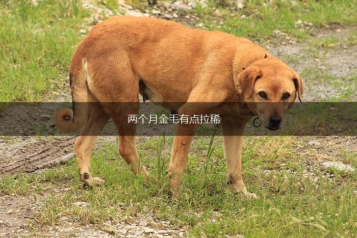 两个月金毛有点拉稀,第1张
