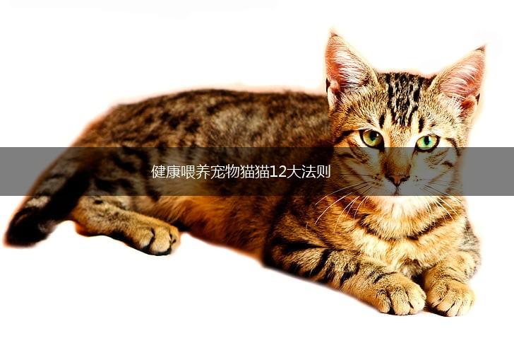 健康喂养宠物猫猫12大法则,第1张