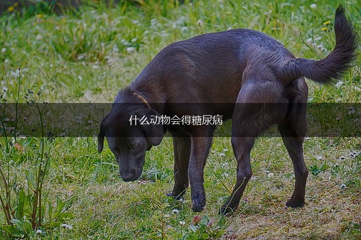 什么动物会得糖尿病,第1张