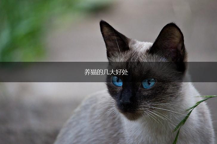 养猫的几大好处,第1张