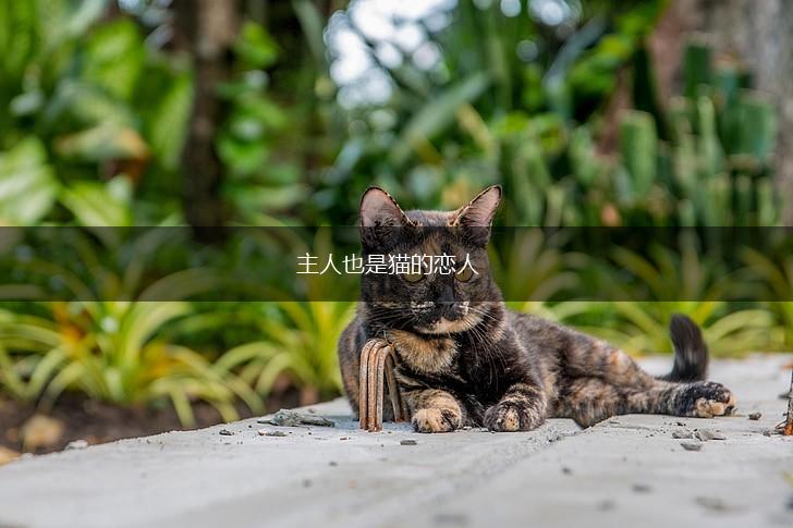 主人也是猫的恋人,第1张