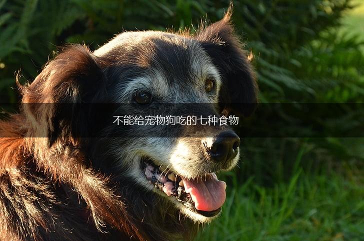 不能给宠物狗吃的七种食物,第1张