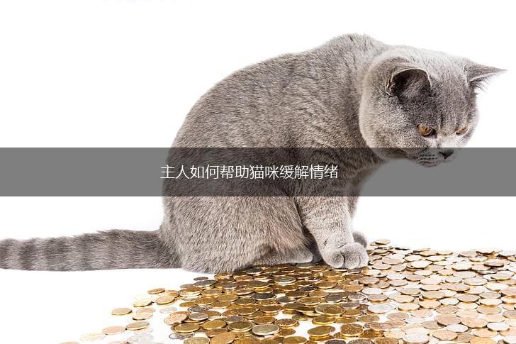主人如何帮助猫咪缓解情绪,第1张
