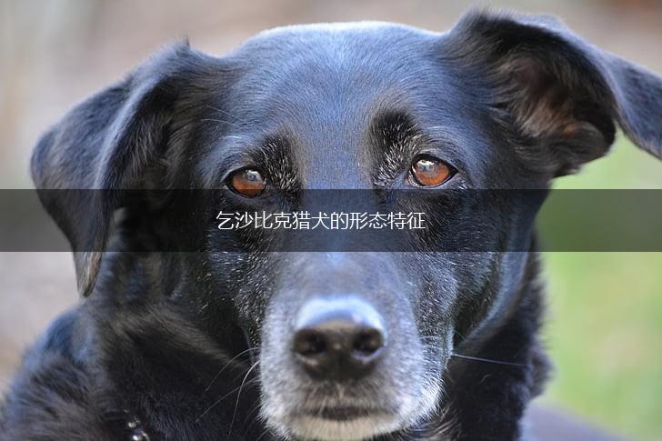 乞沙比克猎犬的形态特征,第1张