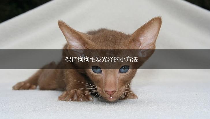 保持狗狗毛发光泽的小方法,第1张
