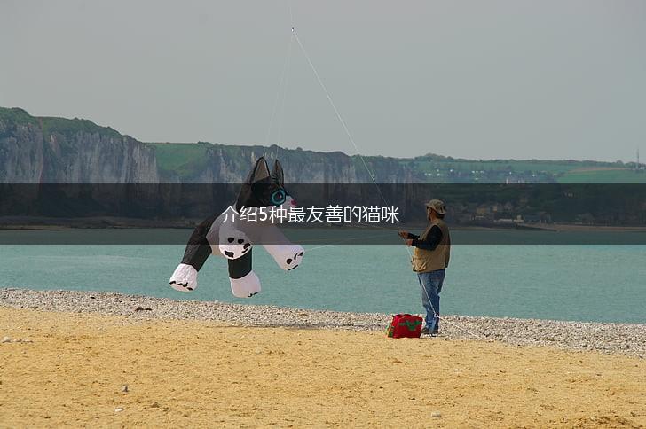 介绍5种最友善的猫咪,第1张