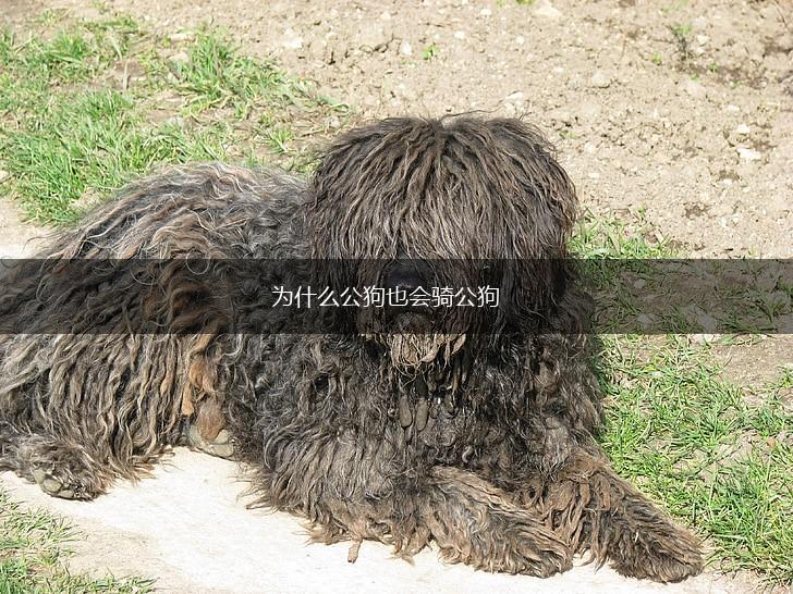 为什么公狗也会骑公狗,第1张