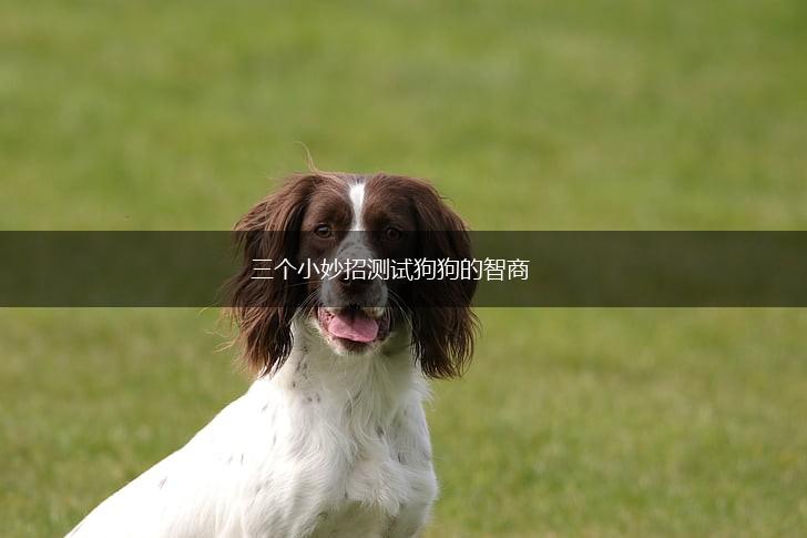 三个小妙招测试狗狗的智商,第1张