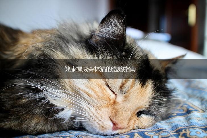 健康挪威森林猫的选购指南,第1张