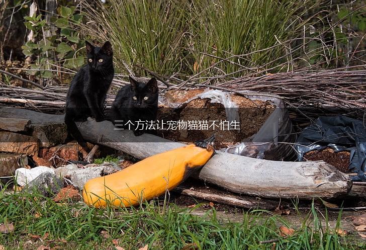 三个方法让宠物猫猫不怕生,第1张