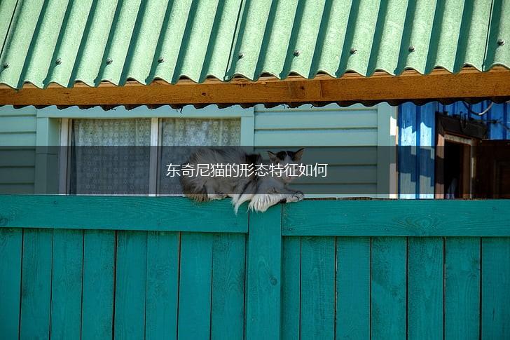 东奇尼猫的形态特征如何,第1张