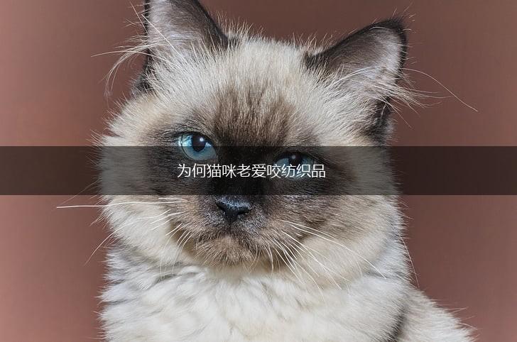 为何猫咪老爱咬纺织品,第1张
