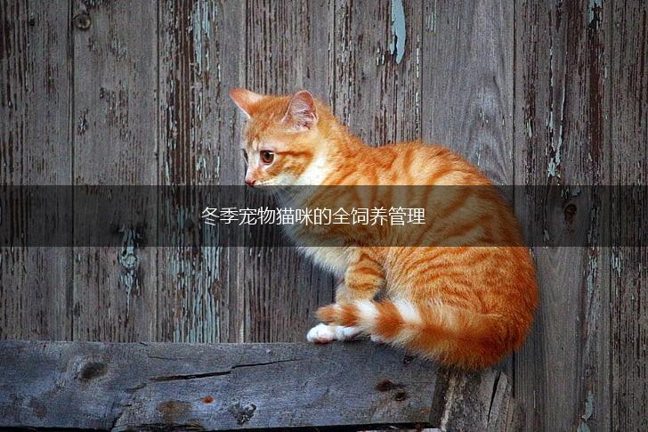 冬季宠物猫咪的全饲养管理,第1张