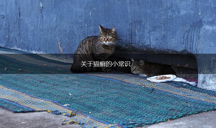 关于猫癣的小常识,第1张