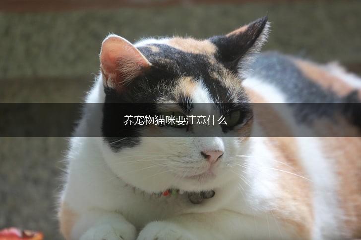 养宠物猫咪要注意什么,第1张