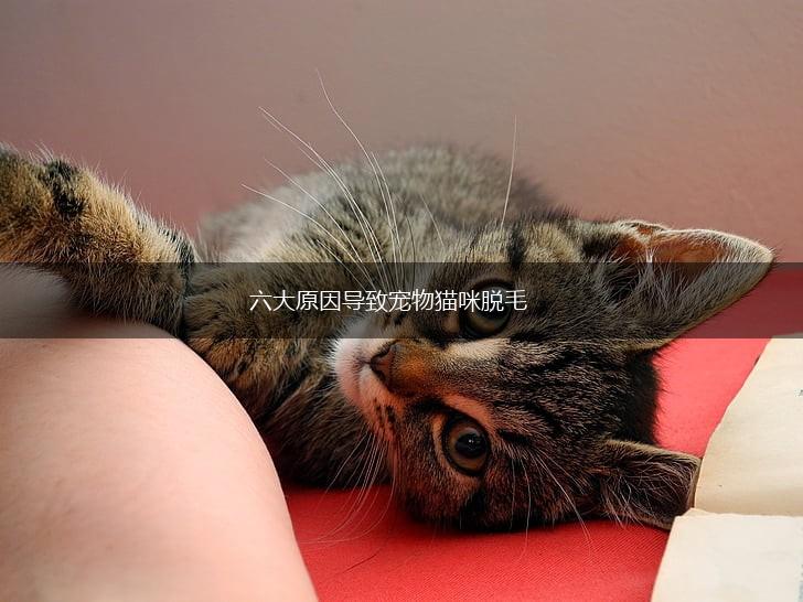 六大原因导致宠物猫咪脱毛,第1张