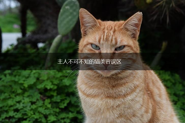 主人不可不知的猫美容误区,第1张