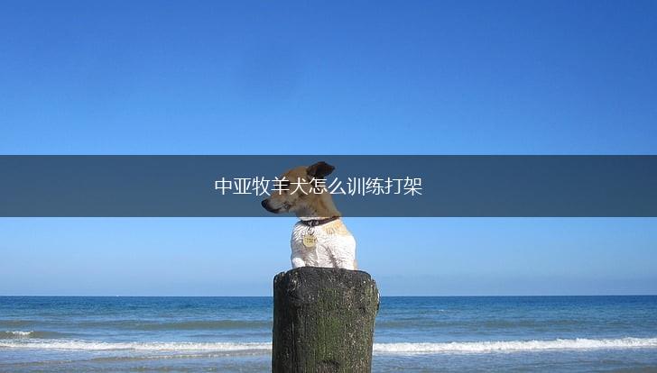 中亚牧羊犬怎么训练打架,第1张