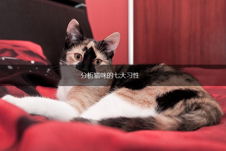 分析猫咪的七大习性,第1张