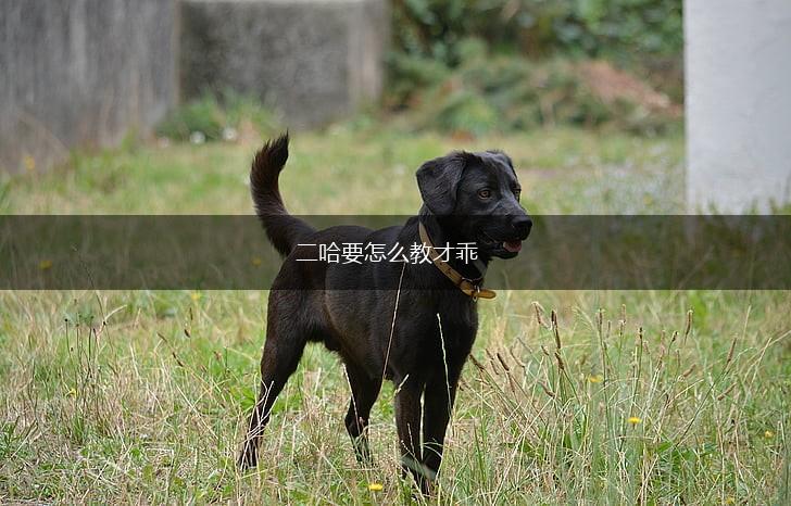 二哈要怎么教才乖,第1张