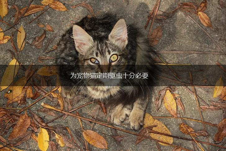 为宠物猫定期驱虫十分必要,第1张