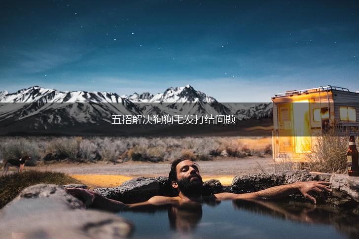 五招解决狗狗毛发打结问题,第1张