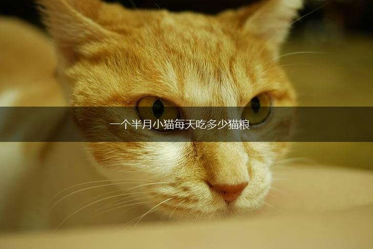 一个半月小猫每天吃多少猫粮,第1张