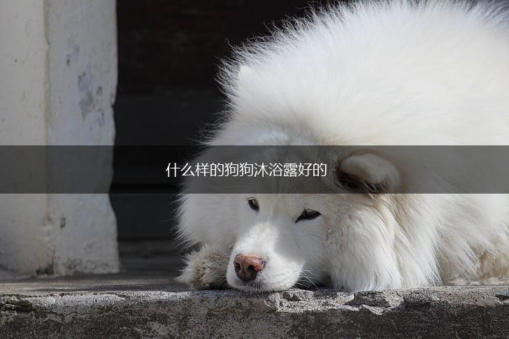 什么样的狗狗沐浴露好的,第1张