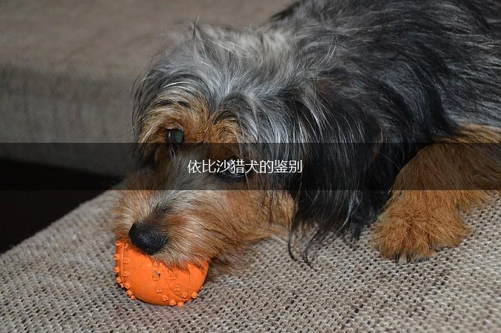 依比沙猎犬的鉴别,第1张