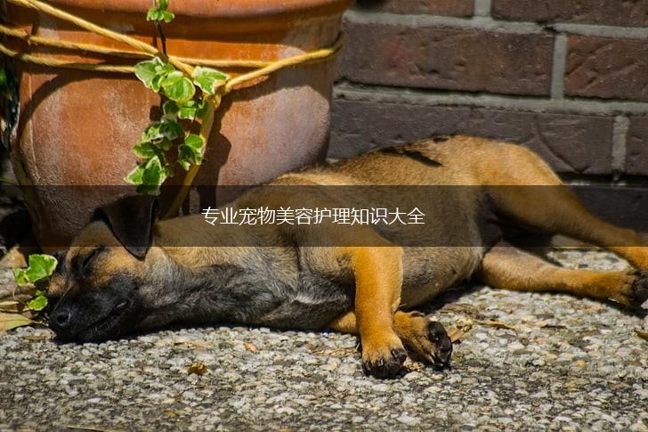 专业宠物美容护理知识大全,第1张