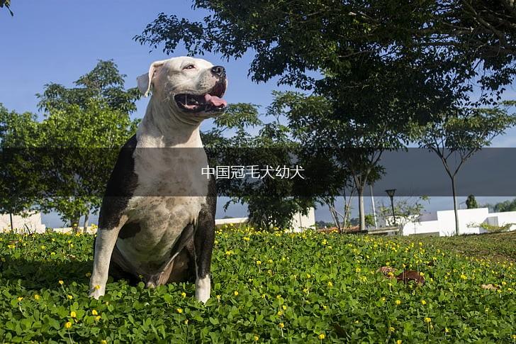 中国冠毛犬幼犬,第1张