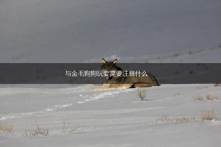 与金毛狗狗玩耍需要注意什么,第1张