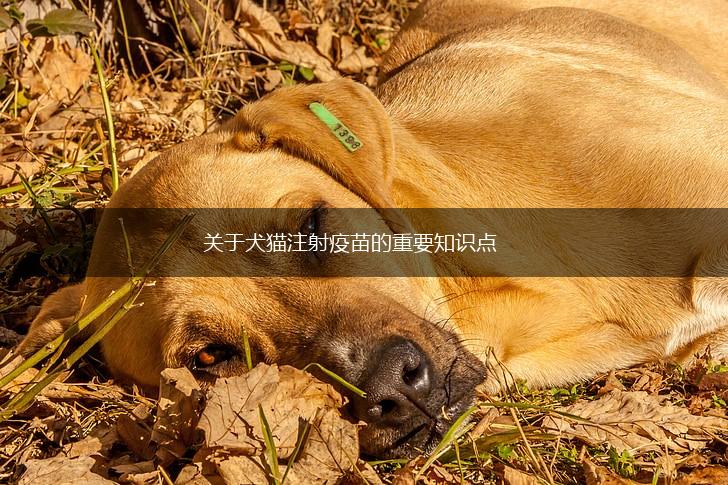 关于犬猫注射疫苗的重要知识点,第1张