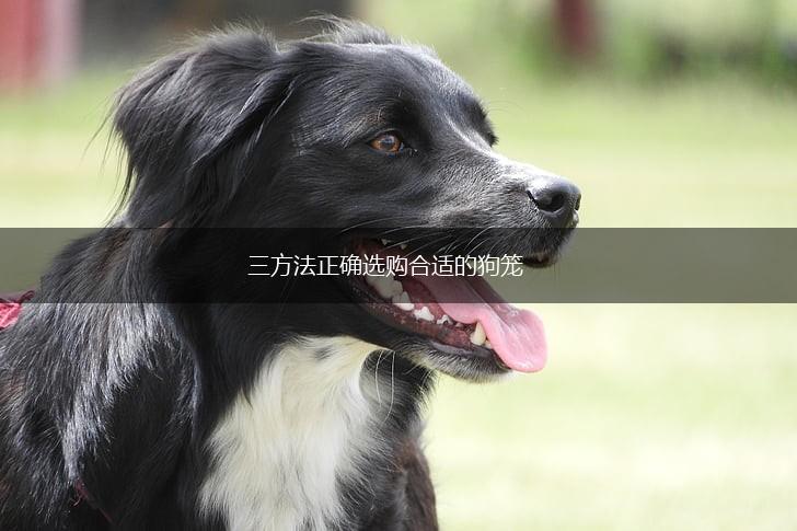 三方法正确选购合适的狗笼,第1张