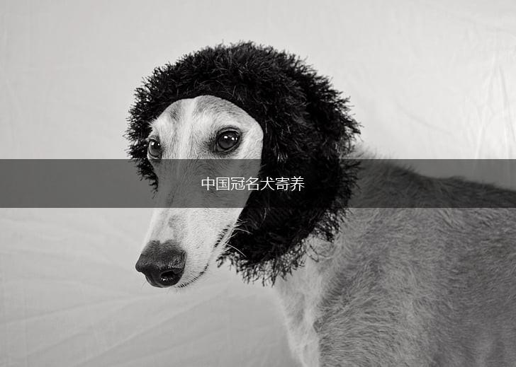 中国冠名犬寄养,第1张