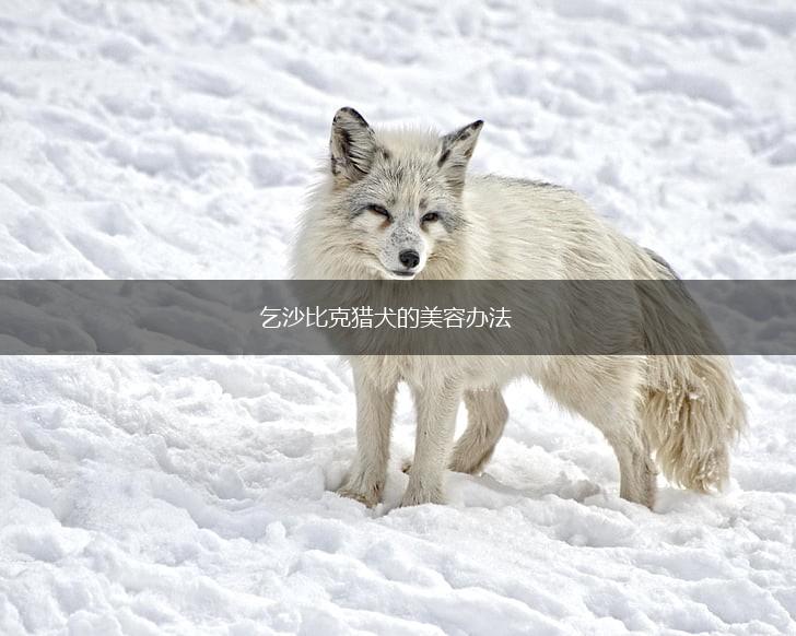 乞沙比克猎犬的美容办法,第1张