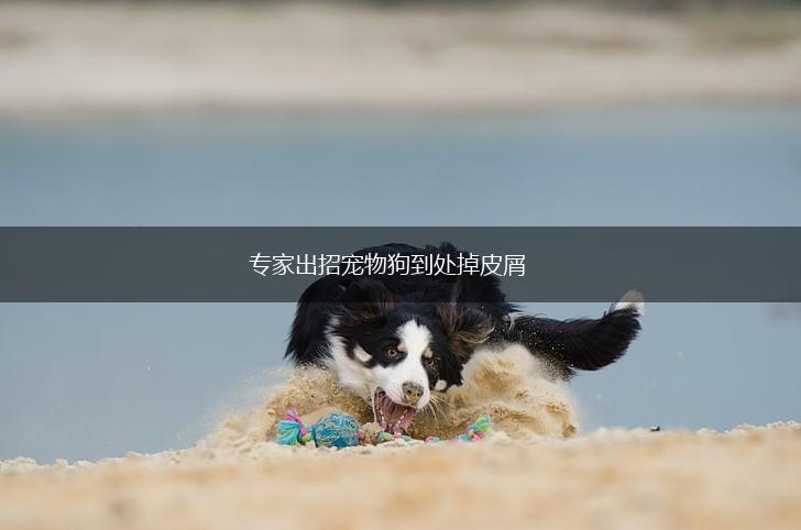 专家出招宠物狗到处掉皮屑,第1张
