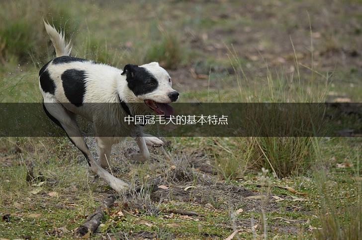 中国冠毛犬的基本特点,第1张