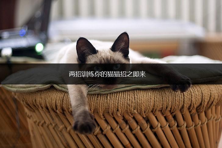 两招训练你的猫猫招之即来,第1张