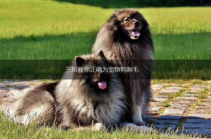 三招教你正确为宠物狗剃毛,第1张