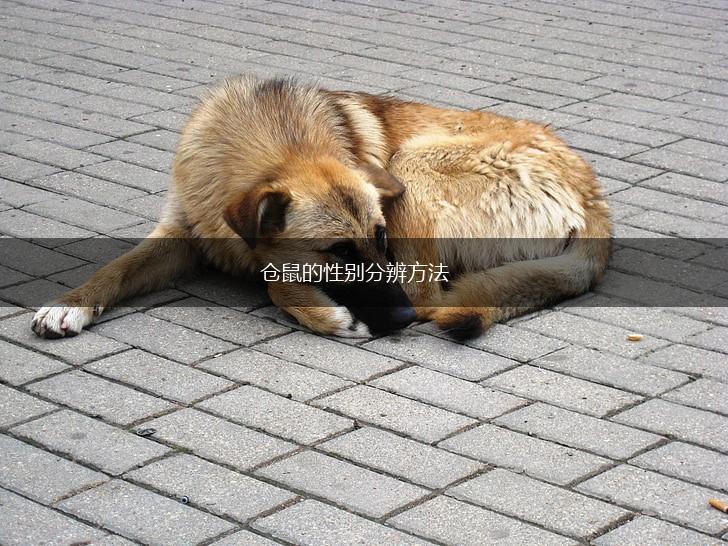 仓鼠的性别分辨方法,第1张