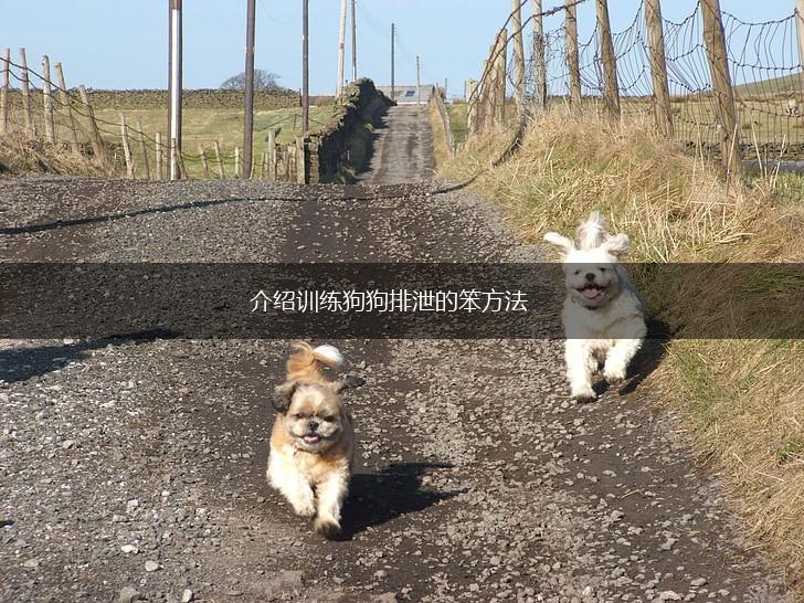 介绍训练狗狗排泄的笨方法,第1张