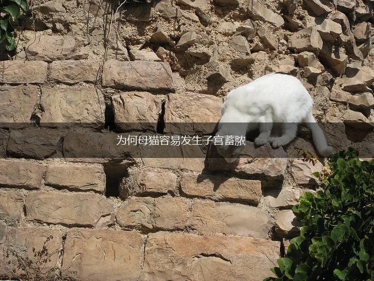 为何母猫容易发生子宫蓄脓,第1张