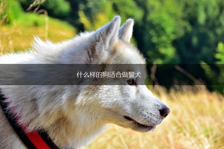 什么样的狗适合做警犬,第1张